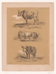 Drie studies van ossen en ossenwagen