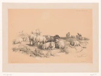 Studie van een kudde schapen