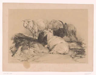Studie van schapen en geiten Dierstudies van Cooper