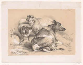 Studie van twee schapen en een koe