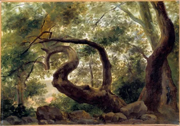 Onder hout, bomen met kronkelende takken Schilderij door Pierre H. de Valenciennes (1750-1850) 19e eeuw