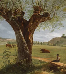 Knotwilg, na 1804