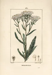 Duizendblad, Achillea millefolium, met bloem, blad en zaad