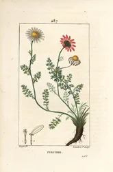 Afrikaanse pyrethrum - Spaanse kamille, Anthemis pyrethrum (Anacyclus pyrethrum) met bloemen, blad, stengel en wortels