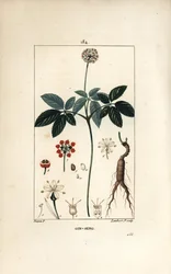 Amerikaanse ginseng