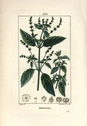 Jaarlijkse Mercuriale - Mercurial, Mercurialis annua. Handgekleurde stipple kopergravure door Lambert Junior naar een tekening van Pierre Jean-Francois Turpin uit Chaumeton, Poiret en Chamberet