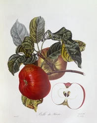 Appel "Belle du Havre", Henry Louis Duhamel du Monceau, botanische plaat door Pierre Jean Francois Turpin