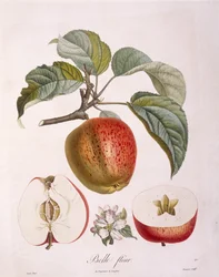 Appel "Belle fleur" Henry Louis Duhamel du Monceau, botanische plaat door Pierre Jean Francois Turpin