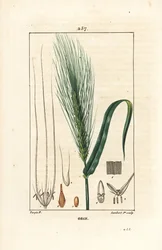 Gerst, Hordeum vulgare, met stengel, blad en zaadspike. Handgekleurde stipple kopergravure door Lambert Junior naar een tekening van Pierre Jean-Francois Turpin uit Chaumeton, Poiret en Chamberet