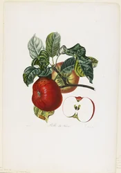 Belle de Havre (appel), uit Traite des Arbres Fruitiers, 1807-35