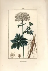 Benzoin of imperatoire - Meesterwortel, Imperatoria ostruthium, met bloem, blad en wortel. Handgekleurde stipple kopergravure door Lambert Junior naar een tekening van Pierre Jean-Francois Turpin uit Chaumeton, Poiret en Chamberet