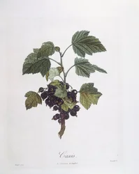 Zwarte bes (Ribes nigrum) of cassis Noir de Bourgogne, botanische plaat door Pierre Jean Francois Turpin
