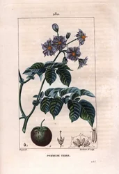 Botanie: aardappel - Aardappelplant, bloemen en fruit. Handgekleurde gravure door Lambert naar een tekening van Pierre Jean-Francois Turpin uit 