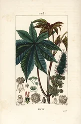 Wonderboom of ricinus, Ricinus communis, met blad, bloem, stengel en zaad