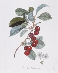 Kersenboom (Prunus avium), Henry Louis Duhamel du Monceau, botanische plaat door Pierre Jean Francois Turpin