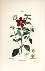 Cistus van Kreta - Gom cistus, Cistus creticus. Handgekleurde stipple kopergravure door Lambert Junior naar een tekening van Pierre Jean-Francois Turpin uit Chaumeton, Poiret en Chamberet