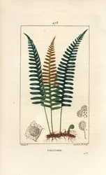 Gewone eikvaren - Polypody varen, Polypodium vulgare, met blad, zaad en wortel