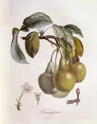 Frangipane (Plumeria) vruchten, botanische plaat door Pierre Jean Francois Turpin