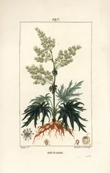 Tuinrabarber - Rabarber, Rheum rhabarbarum (Rheum palmatum), met bloem, steel, blad, zaad en wortel