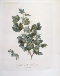Kruisbes (Ribes uva-crispa), botanische plaat door Pierre Jean Francois Turpin