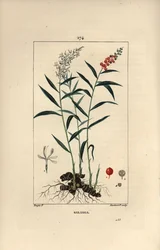 Grote galanga of Galanga - Grotere of Thaise galanga, Alpinia galanga, met bloemen, bessen, bladeren en wortelstok. Handgekleurde stipple kopergravure door Lambert Junior naar een tekening van Pierre Jean-Francois Turpin uit Chaumeton, Poiret et Ch