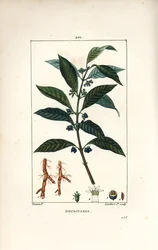 Ipecacuanha, Psychotria emetica, met blad, bloem en wortel