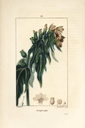 Jusquiame - Gifbilzenkruid, Hyoscyamus vulgaris, bloem, blad en zaad. Handgekleurde stipple kopergravure door Lambert Junior naar een tekening van Pierre Jean-Francois Turpin uit Chaumeton, Poiret en Chamberet