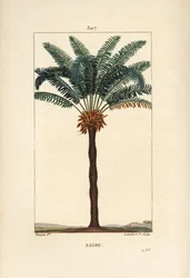 Grote tak of grote cycas - Koningin sago, Cycas circinalis, met blad, zaad en stam
