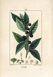 Laurierboom, Laurus nobilis, met blad, bes en zaad. Handgekleurde stipple kopergravure door Lambert Junior naar een tekening van Pierre Jean-Francois Turpin uit Chaumeton, Poiret en Chamberet