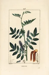 Zoethout, Glycyrrhiza glabra, met bloem, blad, schors, houtachtige tak en zaad