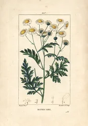 Matricary - Moederkruid, Matricaria vulgaris. Handgekleurde stipple kopergravure door Lambert Junior naar een tekening van Pierre Jean-Francois Turpin uit Chaumeton, Poiret en Chamberet