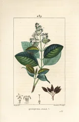 Michurago of fruta de mono, Ladenbergia macrocarpa (Cinchona ovalifolia), met bloem, blad, stengel en zaad