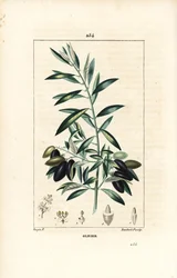 Olijfboom, Olea europaea, met blad, tak, vrucht en zaad. Handgekleurde stipple kopergravure door Lambert Junior naar een tekening van Pierre Jean-Francois Turpin uit Chaumeton, Poiret en Chamberet