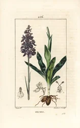 Mannetjesorchis