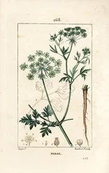 Tuinpeterselie, Petroselinum crispum, met bloem, blad, stengel, wortel en zaad. Handgekleurde stipple kopergravure door Lambert Junior naar een tekening van Pierre Jean-Francois Turpin uit Chaumeton, Poiret en Chamberet