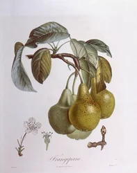 Peren, Henry Louis Duhamel du Monceau, botanische plaat