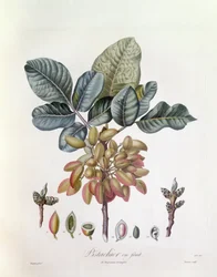 Pistache (Pistacia vera), Henry Louis Duhamel du Monceau, botanische plaat door Pierre Jean Francois Turpin