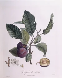 Pruim "Royale de Tours", Henry Louis Duhamel du Monceau, botanische plaat door Pierre Jean Francois Turpin