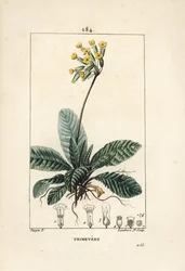 Gulden sleutelbloem