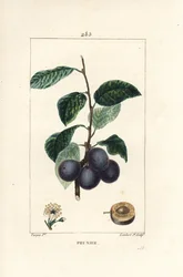 Pruim of pruimenboom, Prunus domestica, met vrucht, blad, bloesem, tak en rijpe vrucht in doorsnede. Handgekleurde stipple kopergravure door Lambert Junior naar een tekening van Pierre Jean-Francois Turpin uit Chaumeton, Poiret en Chamberet