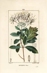 Quinquina piton - Exostema sanctae-luciae (syn. Cinchona floribunda), met bloem, blad, steel en zaad