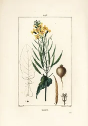 Koolzaad of oliezaad, Brassica napus, met blad, bloem en wortel. Handgekleurde stipple kopergravure door Lambert Junior naar een tekening van Pierre Jean-Francois Turpin uit Chaumeton, Poiret en Chamberet