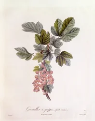 Rode bes (Ribes rubrum), Henry Louis Duhamel du Monceau, botanische plaat door Pierre Jean Francois Turpin