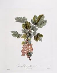 Rode bes (Ribes rubrum), botanische plaat door Pierre Jean Francois Turpin