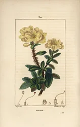 Rhododendron gigant - Rosebay, Hymenanthes maxima (Rhododendron maximum), met bloem, doornige steel, blad en zaad