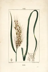 Rijst, Oryza sativa, met blad, zaad en stengel