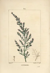 Sagebrush variëteit - Wormzaad of Tataarse alsem