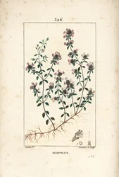 Serpolet of tijm serpolet - Kruipende tijm of wilde tijm, Thymus serpyllum, met bloem, blad, stengel en wortel. Handgekleurde stipple kopergravure door Lambert Junior naar een tekening van Pierre Jean-Francois Turpin uit Chaumeton, Poiret en Chamberet