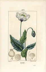 Tuin- of slaapbol, Papaver somniferum, met bloem, blad en zaaddoos. Handgekleurde stipple kopergravure door Lambert Junior naar een tekening van Pierre Jean-Francois Turpin uit Chaumeton, Poiret en Chamberet