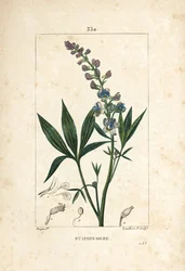 Staphisagria - Lijmkruid of stavesacre, Delphinium staphisagria, met bloem, blad, stengel en zaad